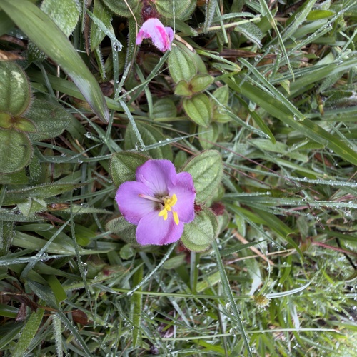 Small-Leaf Osbeckia