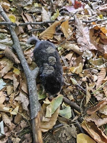 Hairy-tailed Mole observed by isaiahbox