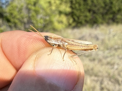 Obscure grasshopper