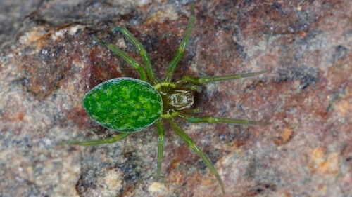 Green Meshweaver