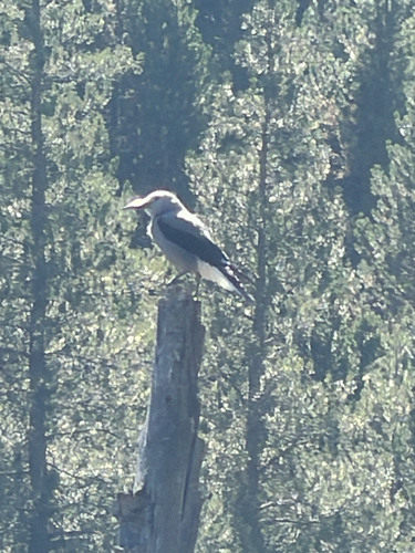 iNaturalist observation photo of Clark's Nutcracker
