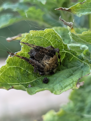 Spotted Orbweaver