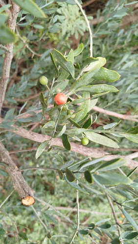 African Sandalwood