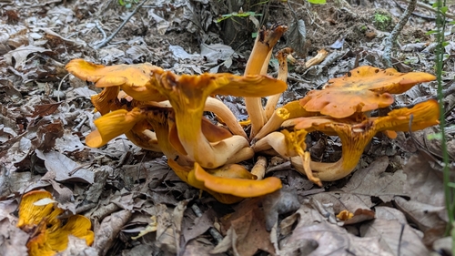 Eastern American jack-o'-lantern
