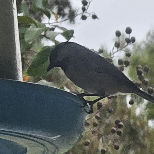 Carolina Chickadee