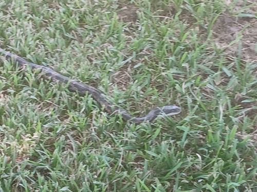 Western Ratsnake