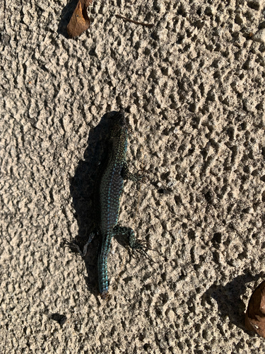 Podarcis lusitanicus