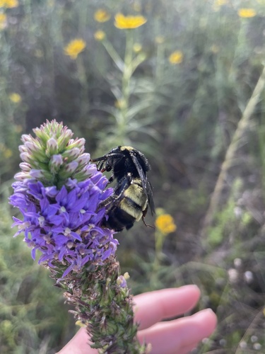 American Bumble Bee