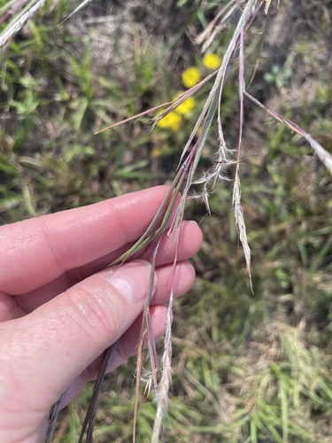 little bluestem