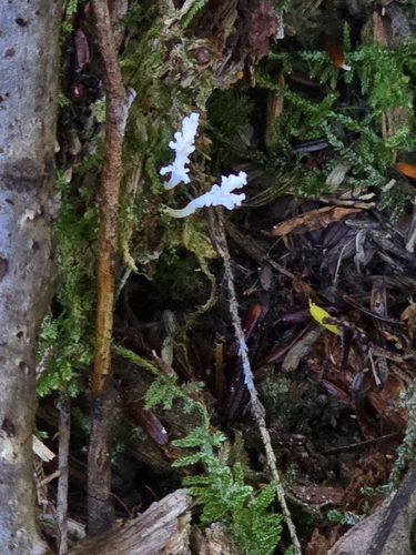 Cordyceps tenuipes