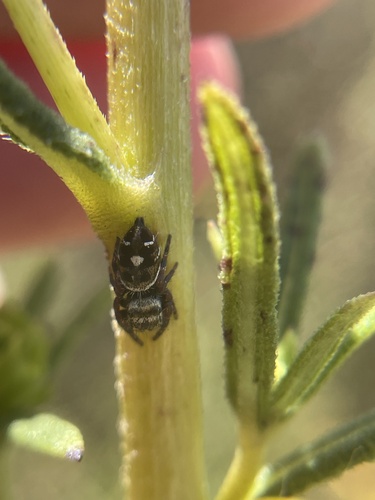 Bold Jumping Spider