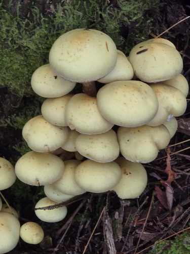 alder scalycap