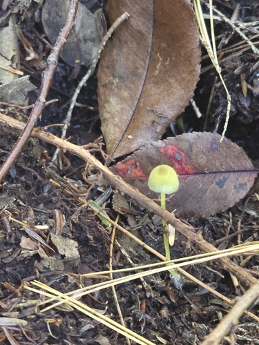 Walnut Mycena