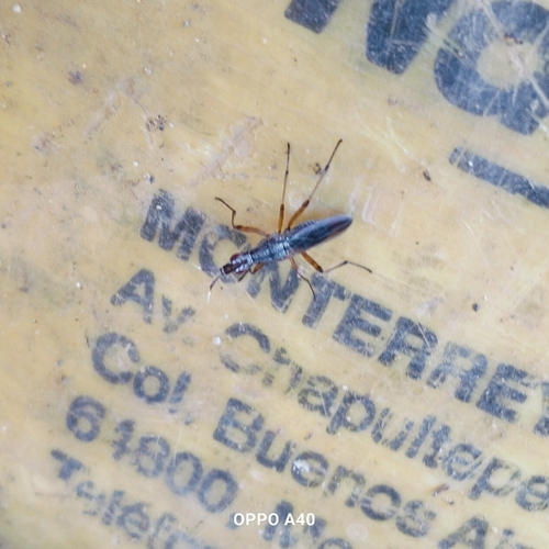 Longhorn Cactus Fly