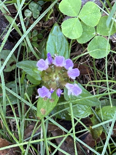 common selfheal