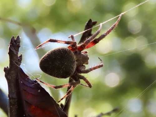 Spotted Orbweaver