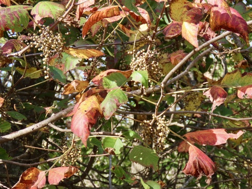 eastern poison ivy