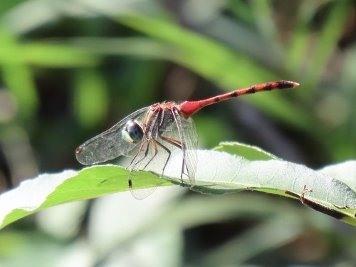 Blue-faced Meadowhawk