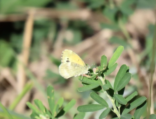 Dainty Sulphur