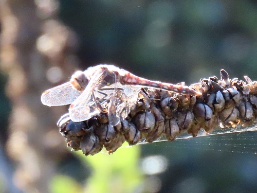 Variegated Meadowhawk