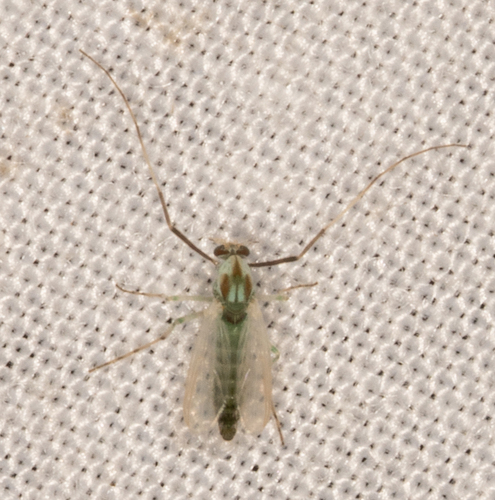 Gillotia alboviridis