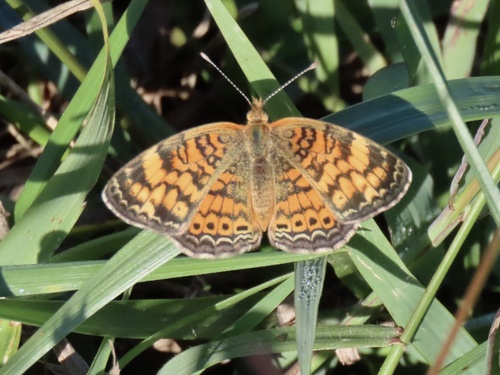 Pearl Crescent