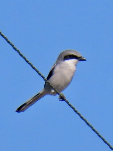 Loggerhead Shrike