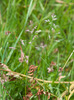 Spreading Meadow-Grass - Photo (c) Tig, all rights reserved, uploaded by Tig