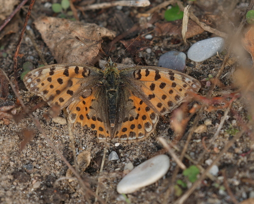 Queen of Spain Fritillary