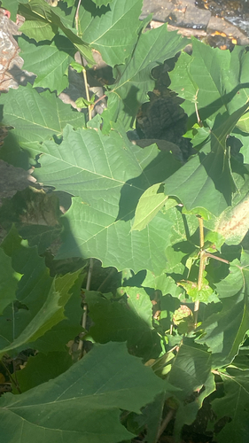 American sycamore