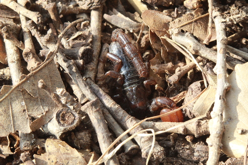 Scorpio fuscus