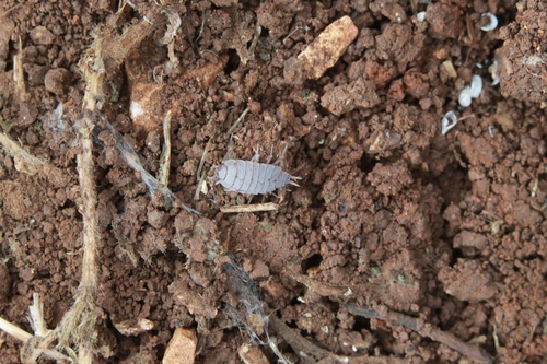 Powder Blue Isopod