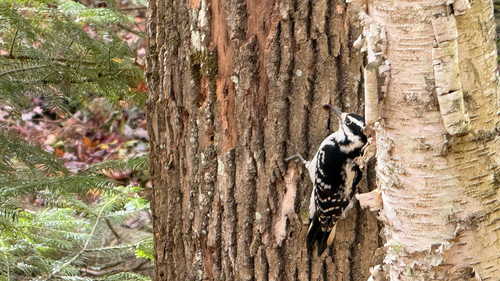 Hairy Woodpecker