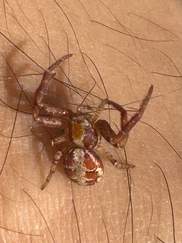 iNaturalist observation photo of Enlarged Ground Crab Spider