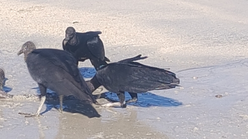 Black Vulture