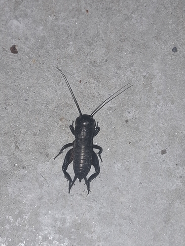 European Field Cricket