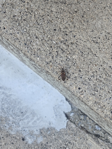 Western Conifer Seed Bug