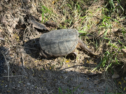 Common Snapping Turtle