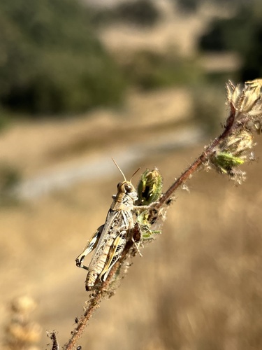 iNaturalist observation photo of Devastating Grasshopper