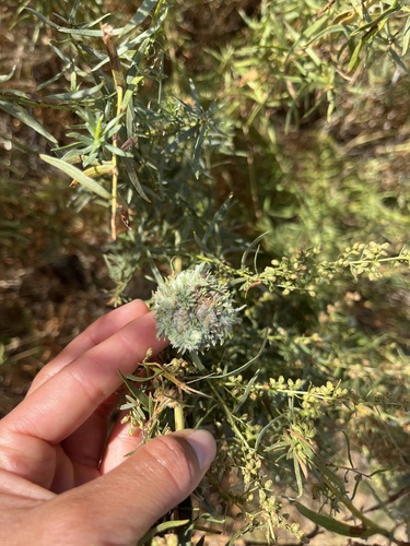 iNaturalist observation photo of Rhopalomyia