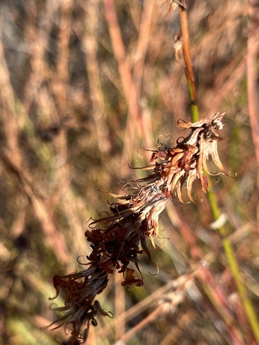 iNaturalist observation photo of Spiders