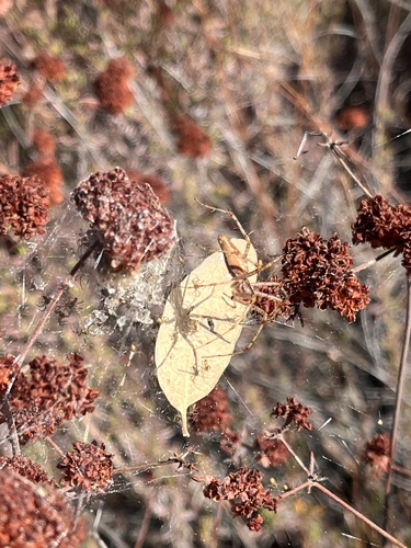 iNaturalist observation photo of Green Lynx Spider