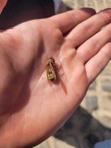 Oriental Hornet