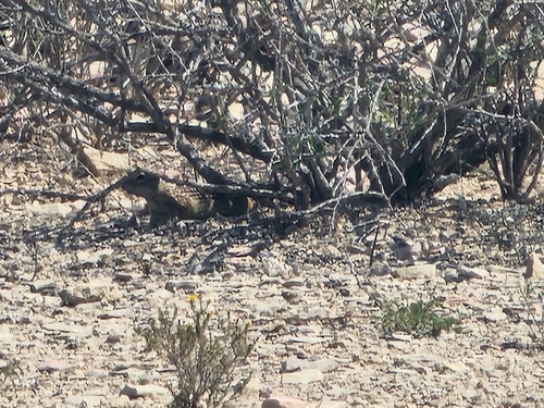 Rio Grande Ground Squirrel observed by luis_da