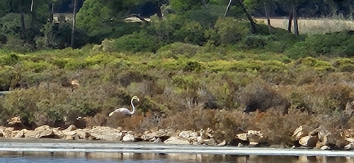 Greater Flamingo