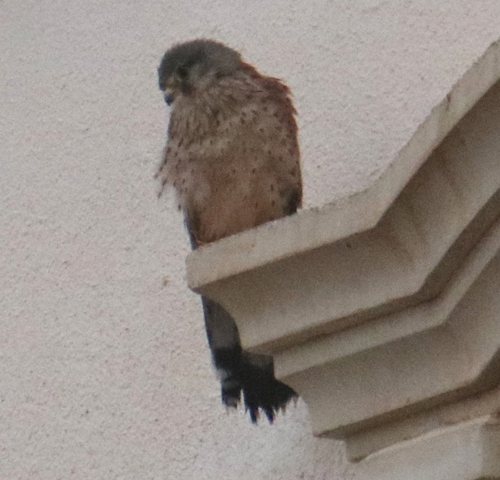 Eurasian Kestrel
