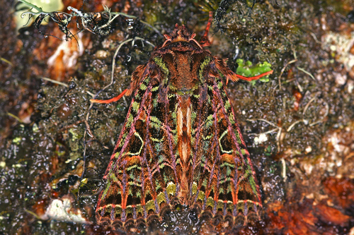 Noctuidae image