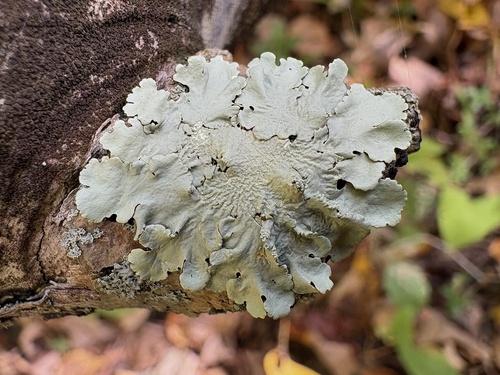 common greenshield lichen
