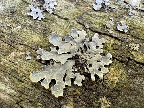 Netted shield lichen