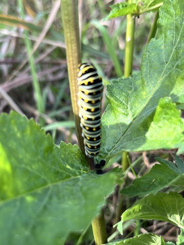 Eastern Black Swallowtail